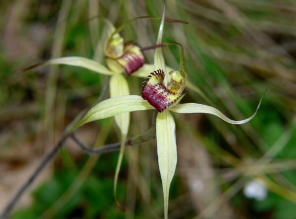 Arachnorchis valida - Robust Spider Orchid.jpg
